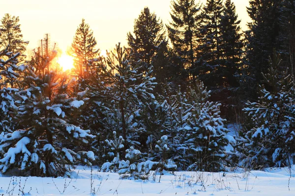 Χιονισμένο Δάσος Χειμώνα Στο Ηλιοβασίλεμα — Φωτογραφία Αρχείου