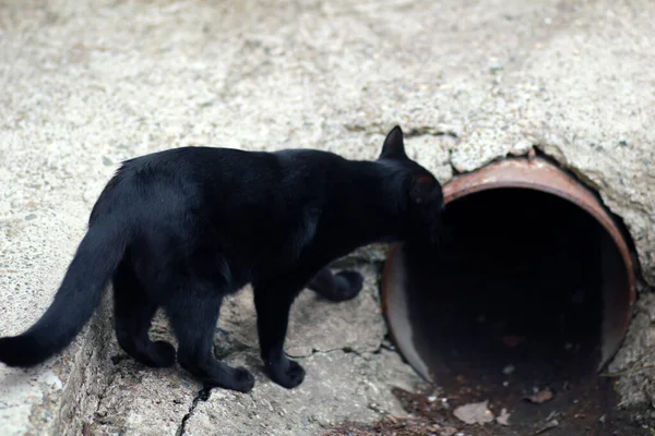 ホームレスの黒猫屋外 — ストック写真