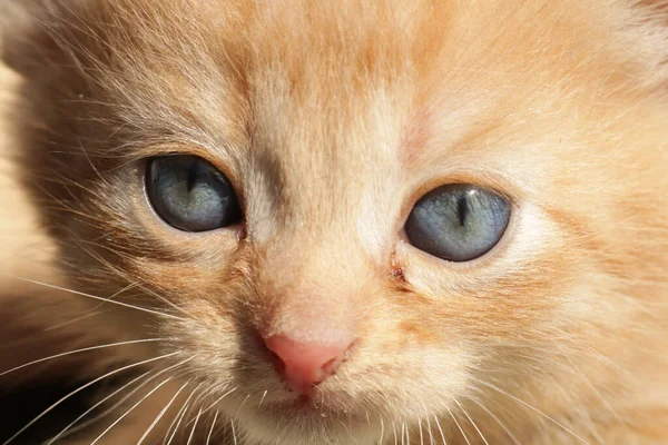 Sevimli Küçük Kırmızı Kedi — Stok fotoğraf