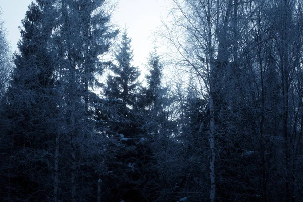 Vinter Skog Landskap Med Snötäckta Träd — Stockfoto