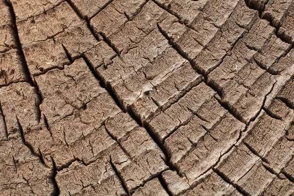 Holz Baumstumpf Hintergrund — Stockfoto