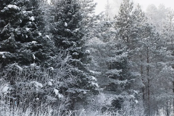 Zasněžený Les Zimním Období — Stock fotografie