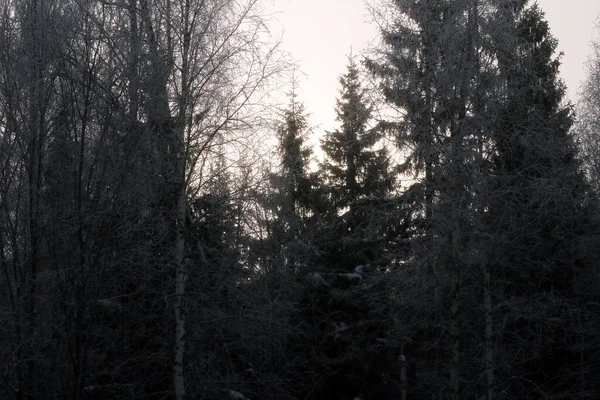 Snöig Skog Vintern — Stockfoto