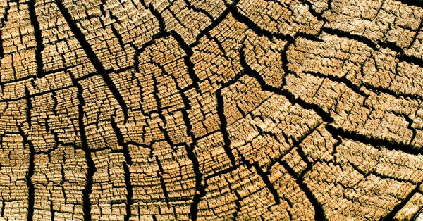 Holz Baumstumpf Hintergrund — Stockfoto
