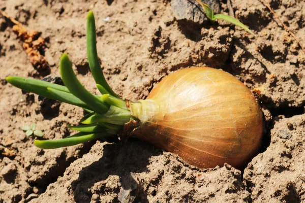 Młoda Zielona Cebula Ogrodzie — Zdjęcie stockowe