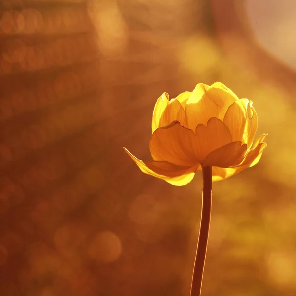 Gelbe Blume Auf Dem Feld Bei Sonnenuntergang — Stockfoto
