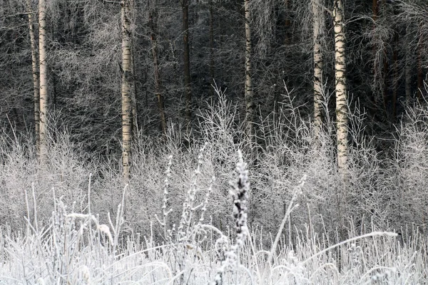 Bosque Nevado Temporada Invierno — Foto de Stock