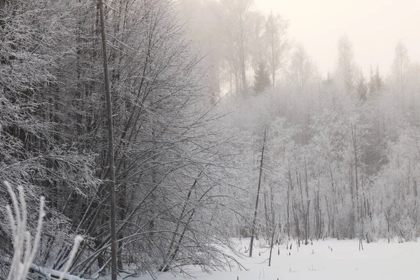 Las Śnieżny Sezonie Zimowym — Zdjęcie stockowe