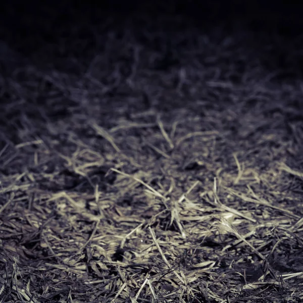Tekstur Latar Belakang Rumput Kering — Stok Foto