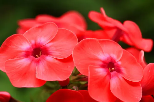 Belles Fleurs Rouges Dans Jardin — Photo