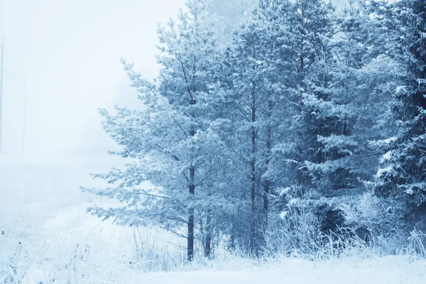 Χειμερινό Τοπίο Χιονισμένα Δέντρα — Φωτογραφία Αρχείου