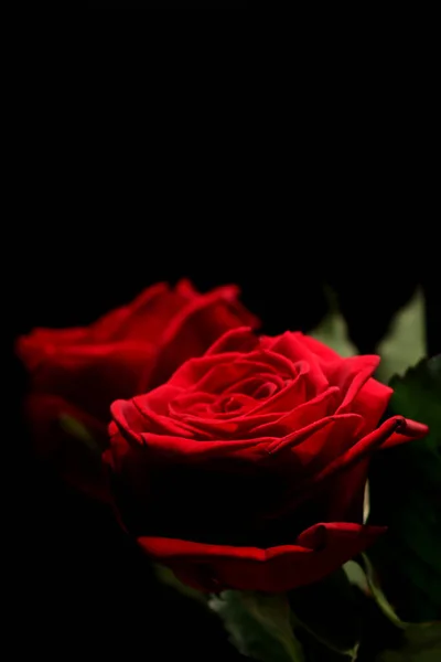 Belle Rose Rosse Sfondo Nero — Foto Stock