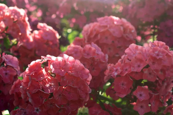 Hermosas Flores Rosadas Soleado Día Primavera — Foto de Stock