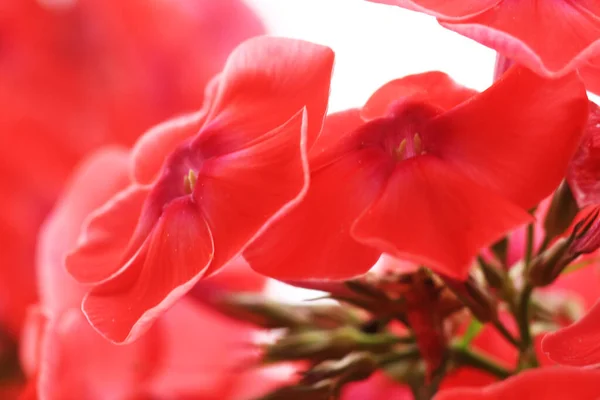 Красивые Красные Цветы Солнечный Весенний День — стоковое фото