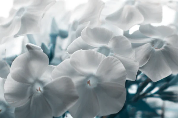 Güneşli Bahar Gününde Güzel Beyaz Çiçekler — Stok fotoğraf