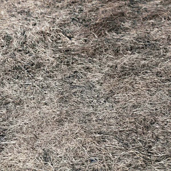 Latar Belakang Tekstur Rumput Kering — Stok Foto