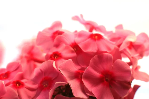 Schöne Rote Blumen Garten — Stockfoto