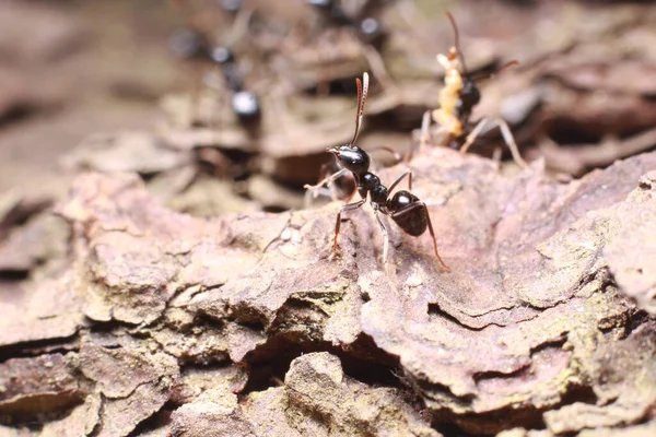 Semut Hitam Hutan Tutup — Stok Foto