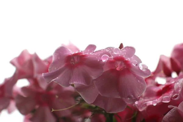 Schöne Rosa Blumen Garten — Stockfoto