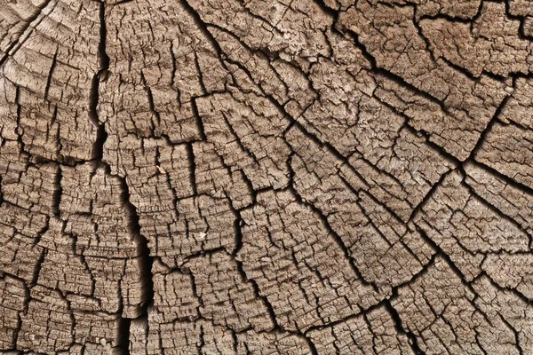 Árbol Madera Tocón Fondo — Foto de Stock