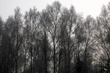 Kış mevsiminde karlı orman