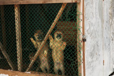 Kışın kafeste iki köpek