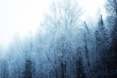 Karla kaplı ağaçlarla kaplı kış ormanı