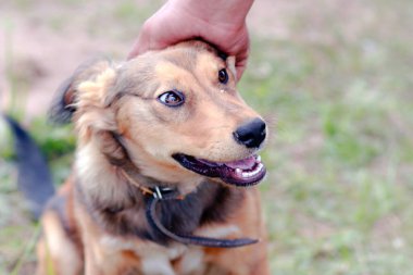 Şirin tüylü açık hava köpeği.