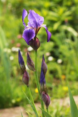 Yeşil bahçede güzel çiçek açan süsen çiçeği