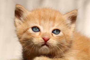 Sevimli küçük kırmızı kedi