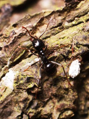 Ormandaki siyah karınca.