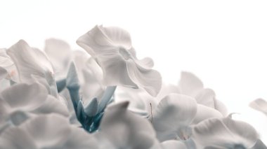 Güneşli bahar gününde güzel beyaz çiçekler