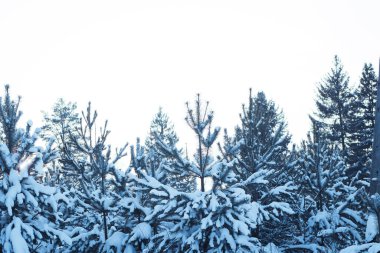 Karla kaplı ağaçlarla kaplı kış manzarası