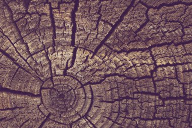 Tahta ağaç kütüğü arkaplanı