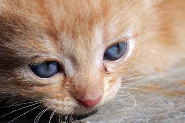 Sevimli küçük kırmızı kedi