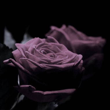 Siyah arka planda güzel kırmızı güller