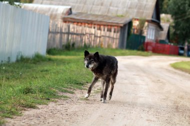 Sokak köpeği dışarıda yürüyor.