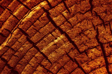 Tahta ağaç kütüğü arkaplanı 