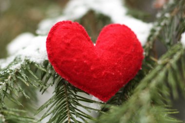 Kışın köknar dallarında karlı kırmızı kalp