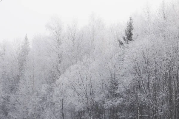 Bosque Nevado Temporada Invierno — Foto de Stock