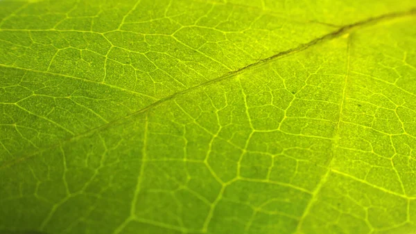 Close Green Leaf Texture — Stock Photo, Image