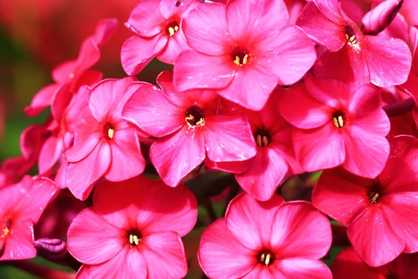 Hermosas Flores Rosadas Soleado Día Primavera —  Fotos de Stock