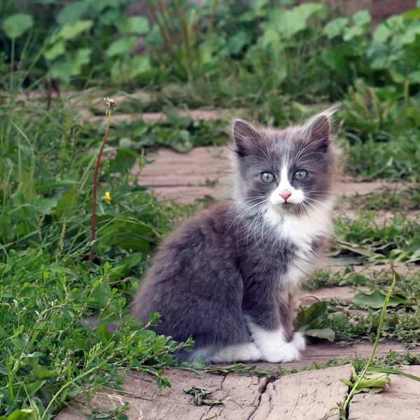 Pequeno Gato Bonito Jardim — Fotografia de Stock