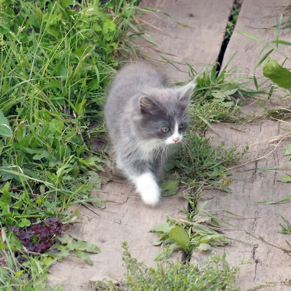 Petit Chat Mignon Dans Jardin — Photo