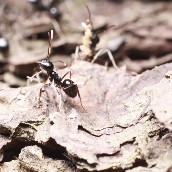 Semut Hitam Hutan Tutup — Stok Foto