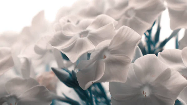 美丽的白花在阳光明媚的春天 — 图库照片