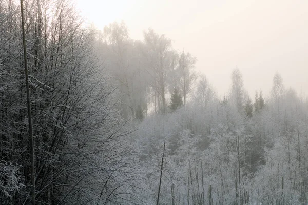 Bosque Invierno Nevado Atardecer — Foto de Stock