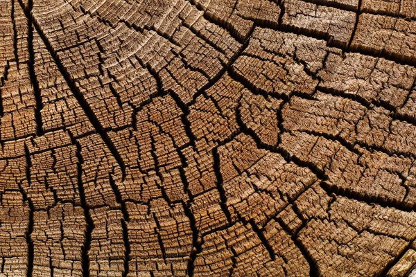 Holz Baumstumpf Hintergrund — Stockfoto