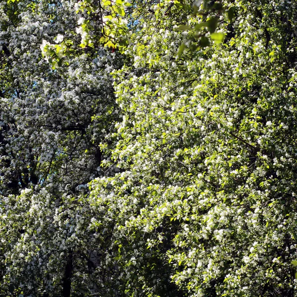 Kwitnące Gałęzie Wiśni Słoneczny Wiosenny Dzień — Zdjęcie stockowe