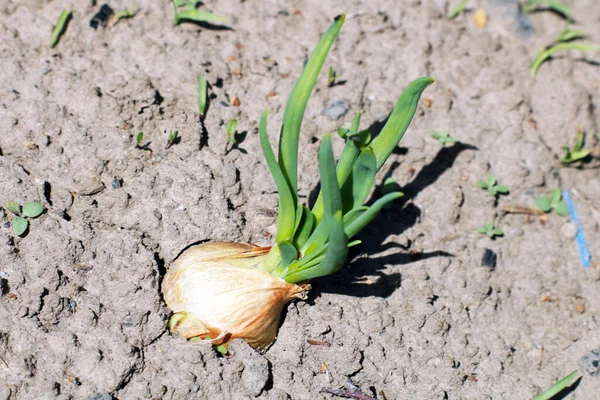 Jonge Groene Tuin — Stockfoto